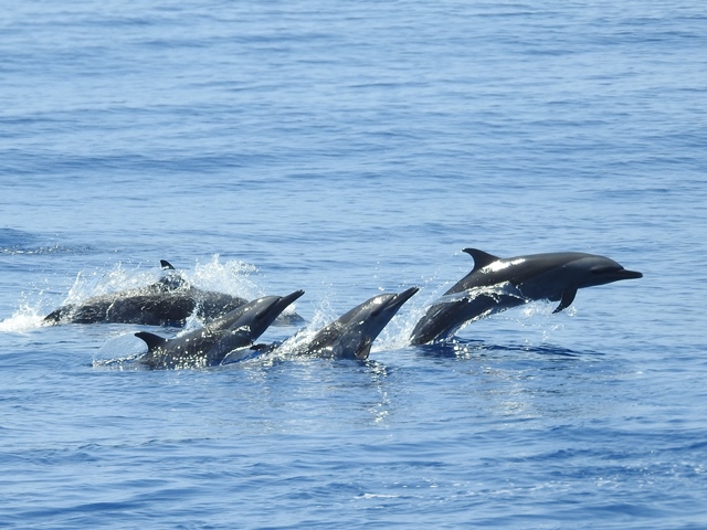 Pan-tropical Spotted Dolphins